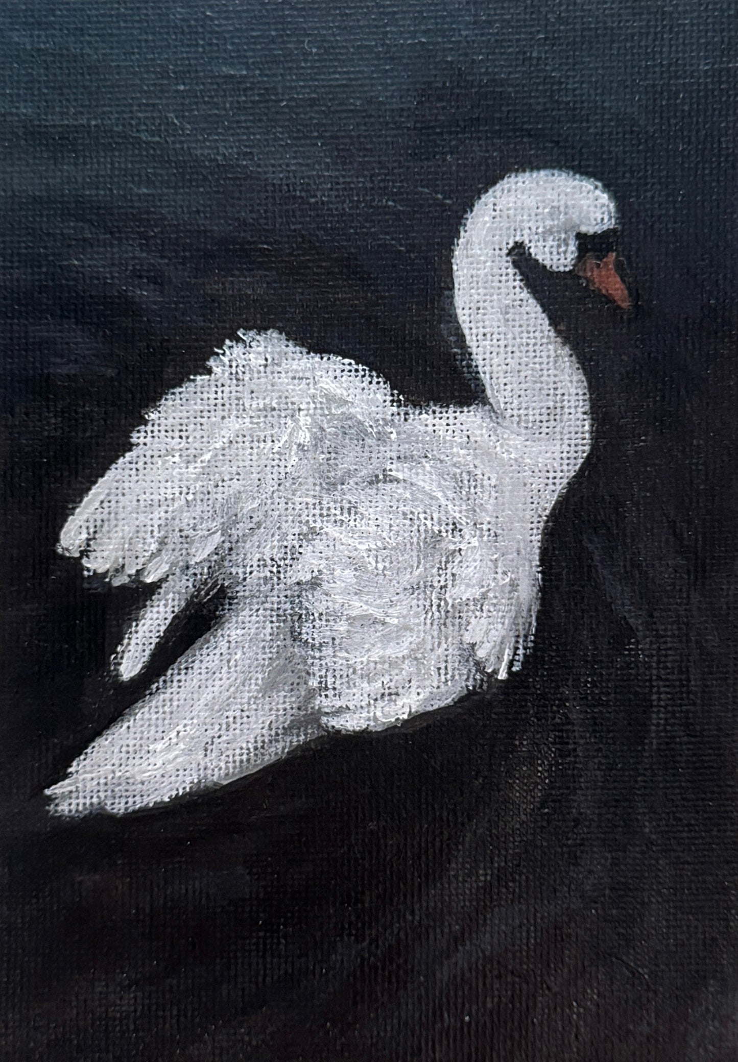 swan on still water (print)