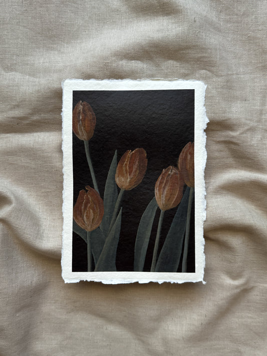 tulips for may