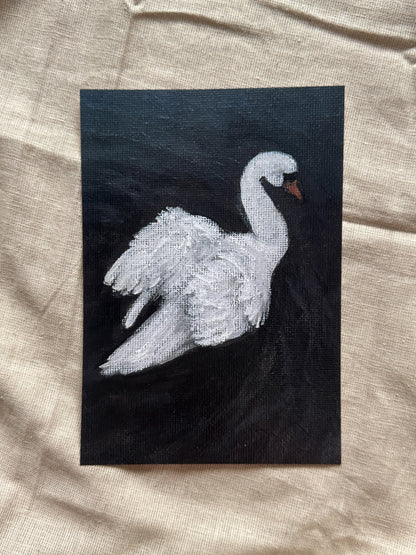 swan on still water (print)